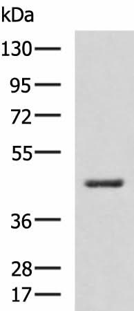 Western blot analysis of RAW264.7 cell lysate using HSD3B2 Polyclonal Antibody at dilution of 1:600