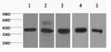Western Blot analysis of 1) 293T, 2) Hela, 3) HepG2, 4) Mouse brain with eIF4A1 Monoclonal Antibody.