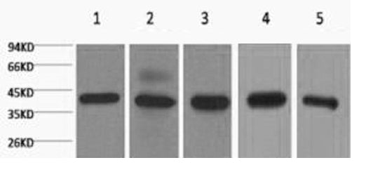 Western Blot analysis of 1) 293T, 2) Hela, 3) HepG2, 4) Mouse brain with eIF4A1 Monoclonal Antibody.