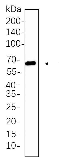 Anti-Human/Mouse/Rat Src Family Antibody [B1077] - ABMIUM