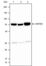 Anti-Human/Rat/Mouse BAF60C Antibody [A431]