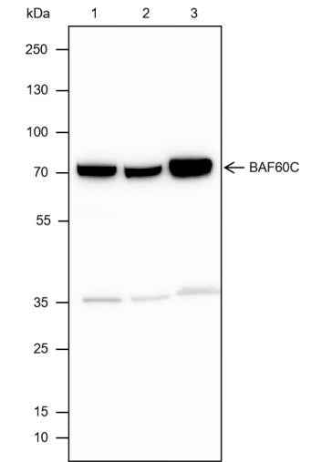 Anti-Human/Rat/Mouse BAF60C Antibody [A431]