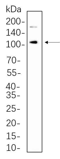 Anti-Human/Mouse/Rat IRE1α Antibody [B1111]