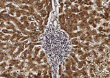 Anti-Human ACOX1 Antibody [B148]