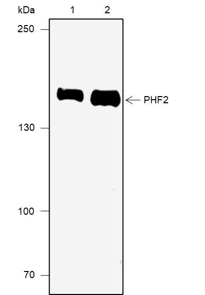 Anti-Human PHF2 Antibody [A668] - ABMIUM
