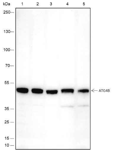 Anti-Human/Rat/Mouse ATG4B Antibody [A447]