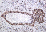 Anti-Human/Mouse/Rat Histone H4 Antibody [B1172]