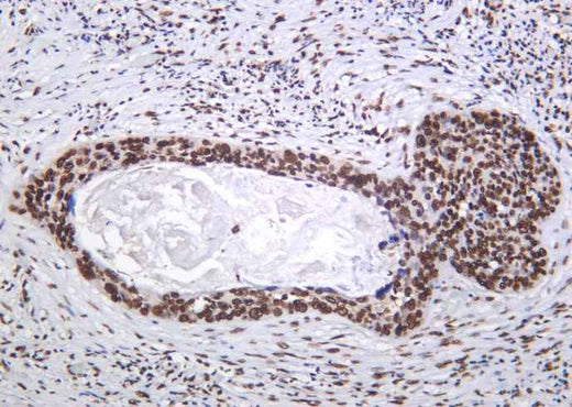 Anti-Human/Mouse/Rat Histone H4 Antibody [B1172] - ABMIUM