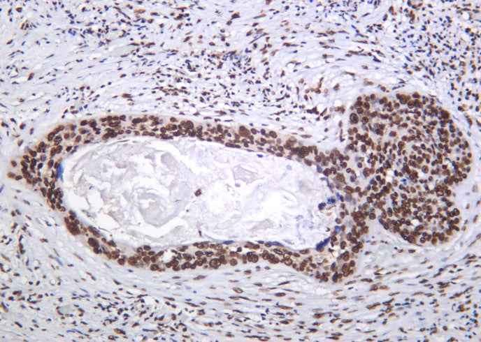 Anti-Human/Mouse/Rat Histone H4 Antibody [B1172]