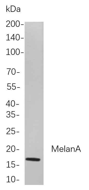 Anti-Human/Mouse MelanA Antibody [B863]