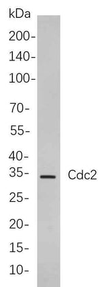 Anti-Human/Mouse Cdc2 Antibody [B818]