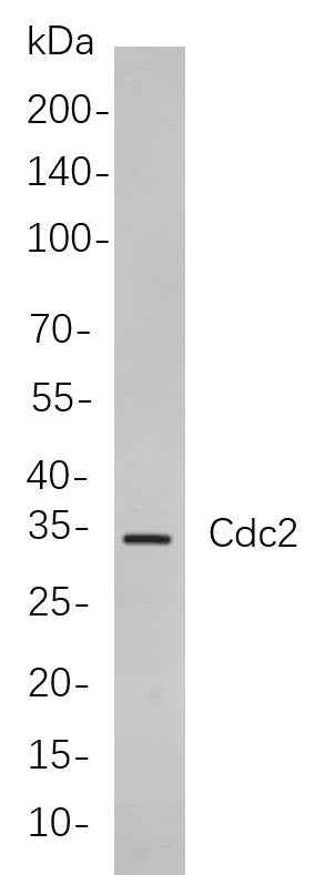 Anti-Human/Mouse Cdc2 Antibody [B818] - ABMIUM