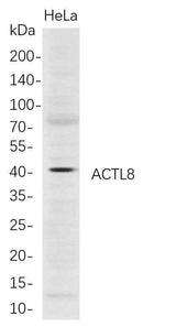 Anti-Human ACTL8 Antibody [B701]