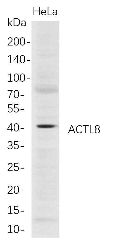 Anti-Human ACTL8 Antibody [B701] - ABMIUM