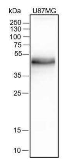 Anti-Human PD-L1 Antibody [A326]