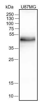 Anti-Human PD-L1 Antibody [A326] - ABMIUM