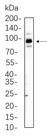 Anti-Human/Mouse/Rat Stat5B Antibody [B617]