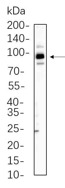 Anti-Human/Mouse/Rat Stat5B Antibody [B617] - ABMIUM