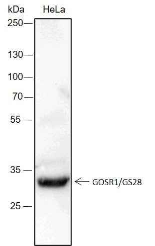 Anti-Human/Mouse GOSR1/GS28 Antibody [A235] - ABMIUM