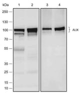 Anti-Human/Rat/Mouse ALIX Antibody [A493]