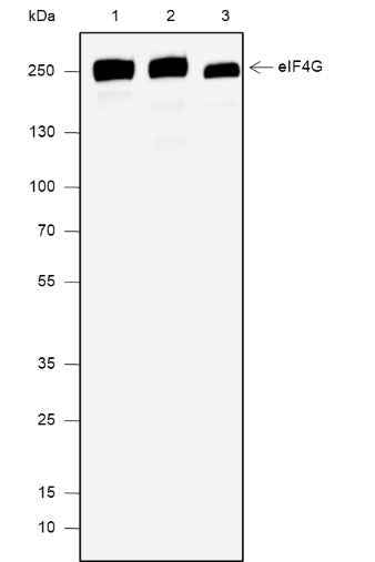 Anti-Human/Mouse eIF4G1 Antibody [A669]