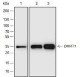 Anti-Human DMRT1 Antibody [A692]
