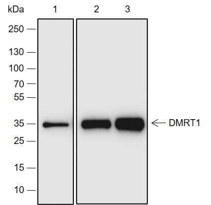 Anti-Human DMRT1 Antibody [A692] - ABMIUM