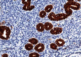 Anti-Mouse EpCAM Antibody [B469]