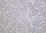 Anti-Human/Mouse/Rat BRD4 Antibody [B948]