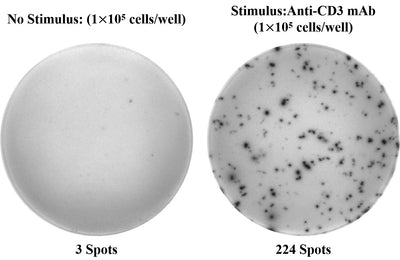 Human IL-5 (Interleukin 5) ELISPOT Kit - ABMIUM