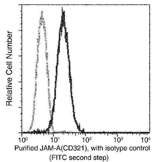 Anti-Human F11R Antibody [A871] - ABMIUM