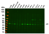 Anti-Human/Mouse/Rat p38 Antibody [B872]