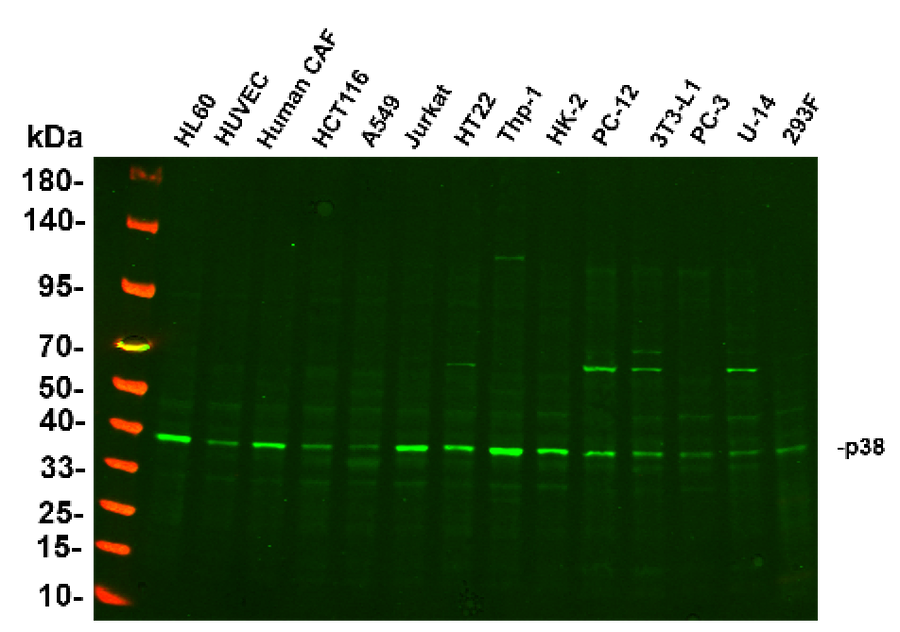 Anti-Human/Mouse/Rat p38 Antibody [B872]