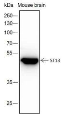 Anti-Human/Mouse ST13 Antibody [A367]