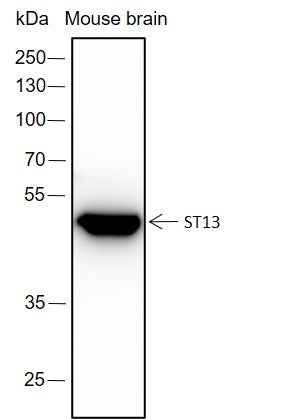 Anti-Human/Mouse ST13 Antibody [A367] - ABMIUM