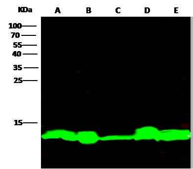 Anti-Human TXN Antibody [B252] - ABMIUM