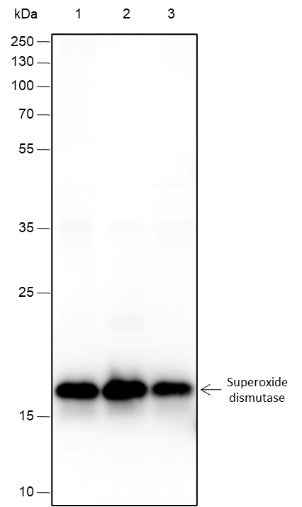 Anti-Human/Rat/Mouse SOD1 Antibody [A371]