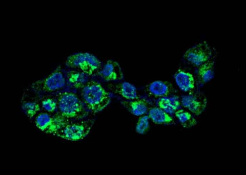 Anti-Human APOA1 Antibody [A894] - ABMIUM