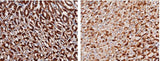 Anti-Mouse CA9 Antibody [B472]