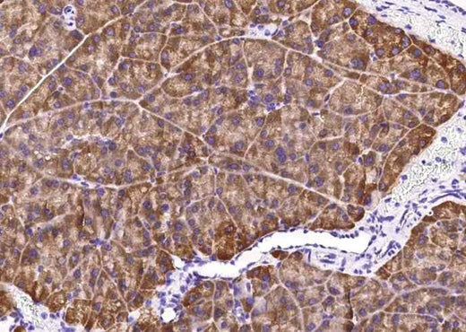 Anti-Mouse CPA2 Antibody [B489] - ABMIUM