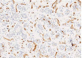 Anti-Human CD36 Antibody [A956] - ABMIUM