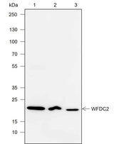 Anti-Human/Mouse WFDC2 Antibody [A736]