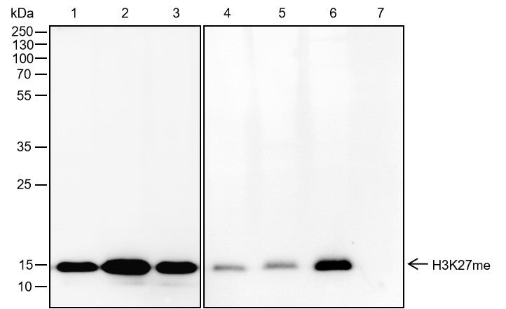 Anti-Human/Rat/Mouse/Corn Hisotne H3 (Mono Methyl Lys27) Antibody [A842] - ABMIUM