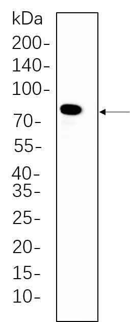 Anti-Human/Mouse/Rat PKC δ Antibody [B757] - ABMIUM
