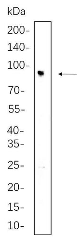 Anti-Human/Mouse/Rat IFT88 Antibody [B645]