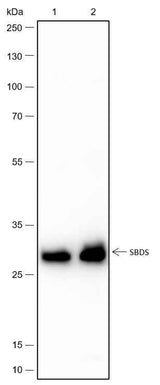 Anti-Human/Rat/Mouse SBDS Antibody [A432]