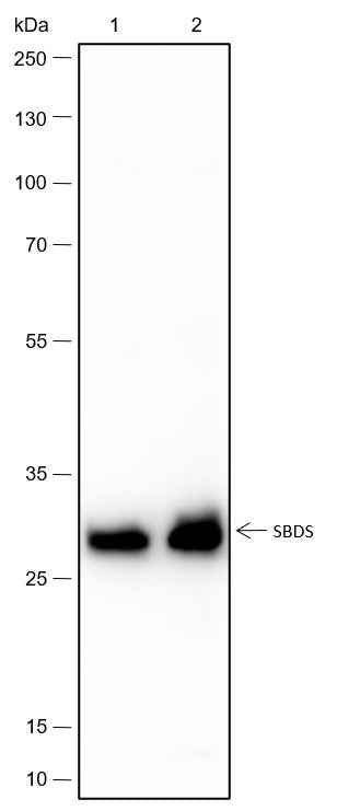 Anti-Human/Rat/Mouse SBDS Antibody [A432]