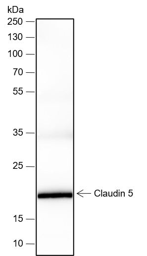 Anti-Human/Mouse Claudin-5 Antibody [A806] - ABMIUM