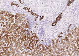 Anti-Human KRT8 Antibody [A1042] - ABMIUM