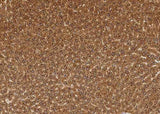 Anti-Mouse CTSB Antibody [B396]